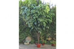 059 veštačko drveće